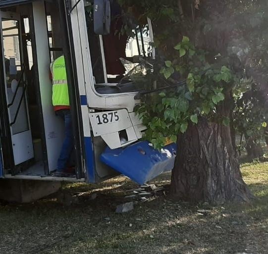 Автобус использовал для остановки дерево